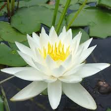 Attēlu rezultāti vaicājumam “Nymphaeaceae”