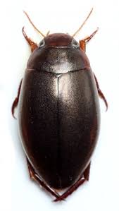 Attēlu rezultāti vaicājumam “Ilybius sp.”