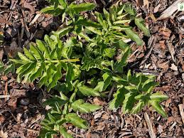 Attēlu rezultāti vaicājumam “Pastinaca sativa subsp. sylvestris leaf”