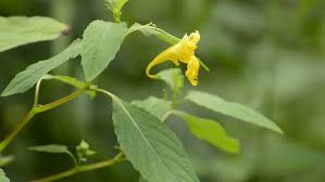 Attēlu rezultāti vaicājumam “Impatiens noli-tangere flower”