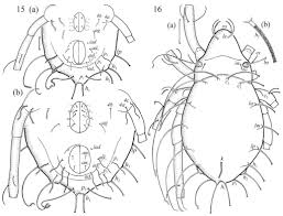 Attēlu rezultāti vaicājumam “Belbodamaeus sp.”