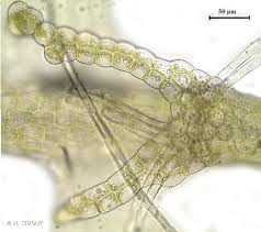 Attēlu rezultāti vaicājumam “Lophocolea minor”