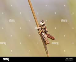 Attēlu rezultāti vaicājumam “Entomophaga grylli”