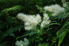 Attēlu rezultāti vaicājumam “Sorbaria sorbifolia flower”