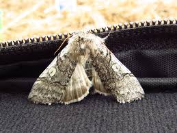 Attēlu rezultāti vaicājumam “Achlya flavicornis”