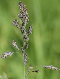 Attēlu rezultāti vaicājumam “Poa humilis”