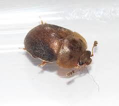 Attēlu rezultāti vaicājumam “Cychramus variegatus”