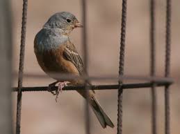 Image result for Emberiza caesia