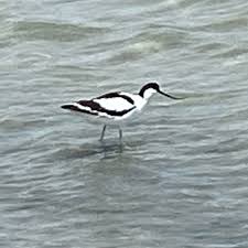 Attēlu rezultāti vaicājumam “Recurvirostra avosetta”