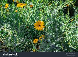 Image result for Dimorphotheca sinuata