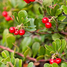 Attēlu rezultāti vaicājumam “Arctostaphylos uva-ursi leaf”
