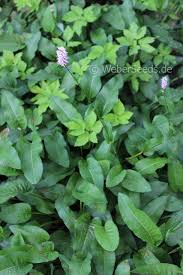 Attēlu rezultāti vaicājumam “Bistorta major leaf”