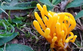 Attēlu rezultāti vaicājumam “Clavaria argillacea”