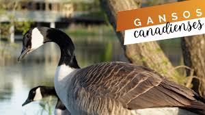 Attēlu rezultāti vaicājumam “Branta canadensis”