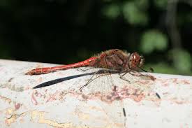 Attēlu rezultāti vaicājumam “Sympetrum vulgatum male”