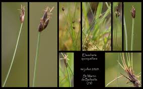 Attēlu rezultāti vaicājumam “Eleocharis quinqueflora”