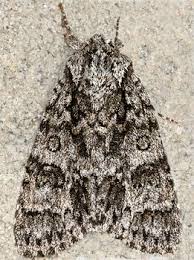 Attēlu rezultāti vaicājumam “Acronicta megacephala”