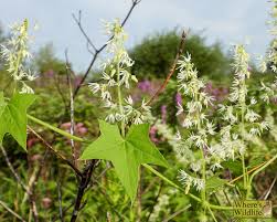 Attēlu rezultāti vaicājumam “Echinocystis lobata flower”