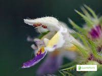 Attēlu rezultāti vaicājumam “Galeopsis speciosa leaf”