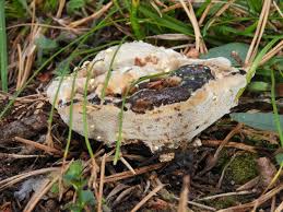 Attēlu rezultāti vaicājumam “Onnia tomentosa”