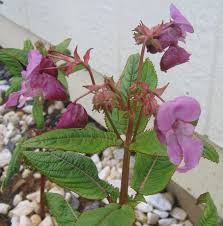 Image result for Impatiens glandulifera