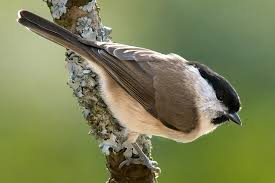 Attēlu rezultāti vaicājumam “Poecile palustris”