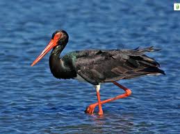 Attēlu rezultāti vaicājumam “Ciconia nigra”