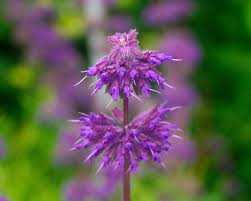 Attēlu rezultāti vaicājumam “Salvia verticillata flower”