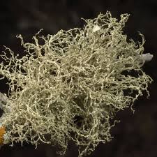 Attēlu rezultāti vaicājumam “Ramalina calicaris”