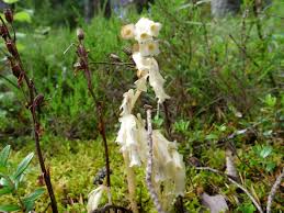 Attēlu rezultāti vaicājumam “Monotropa hypopitys”