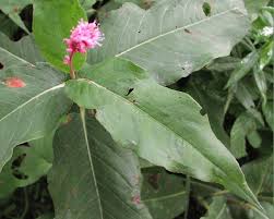 Attēlu rezultāti vaicājumam “Polygonum amphibium leaf”