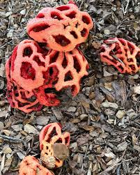 Attēlu rezultāti vaicājumam “Clathrus ruber”