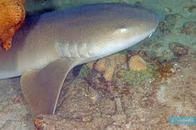 Image result for Ginglymostoma cirratum