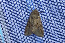 Attēlu rezultāti vaicājumam “Apamea sordens”