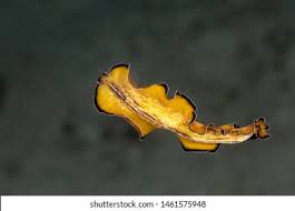 Attēlu rezultāti vaicājumam “Plathelminthes”