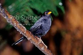 Attēlu rezultāti vaicājumam “Turdus merula male”