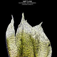 Attēlu rezultāti vaicājumam “Bryum funkii cells”