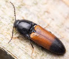 Attēlu rezultāti vaicājumam “Ampedus balteatus”