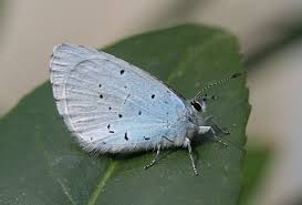 Attēlu rezultāti vaicājumam “Celastrina argiolus female”