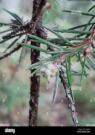 Attēlu rezultāti vaicājumam “Adelges laricis”