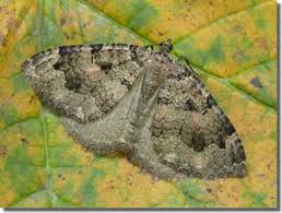 Attēlu rezultāti vaicājumam “Triphosa dubitata”