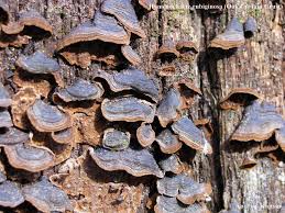 Attēlu rezultāti vaicājumam “Hymenochaete rubiginosa”