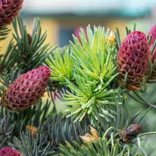 Attēlu rezultāti vaicājumam “Picea abies female flower”