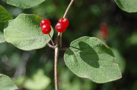 Attēlu rezultāti vaicājumam “Lonicera xylosteum fruit”