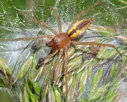 Attēlu rezultāti vaicājumam “Cheiracanthium sp. male”