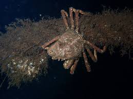 Image result for Hyas araneus