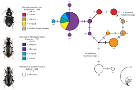 Attēlu rezultāti vaicājumam “Pterostichus quadrifoveolatus”