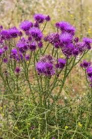 Attēlu rezultāti vaicājumam “Carduus crispus leaf”