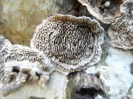 Attēlu rezultāti vaicājumam “Datronia mollis”