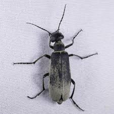 Attēlu rezultāti vaicājumam “Meloidae”